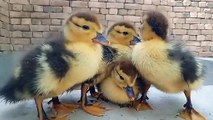 Baby Muscovy Ducks Cheow Cheow Sound Compilation 2024 - Baby Ducks Calling Mother