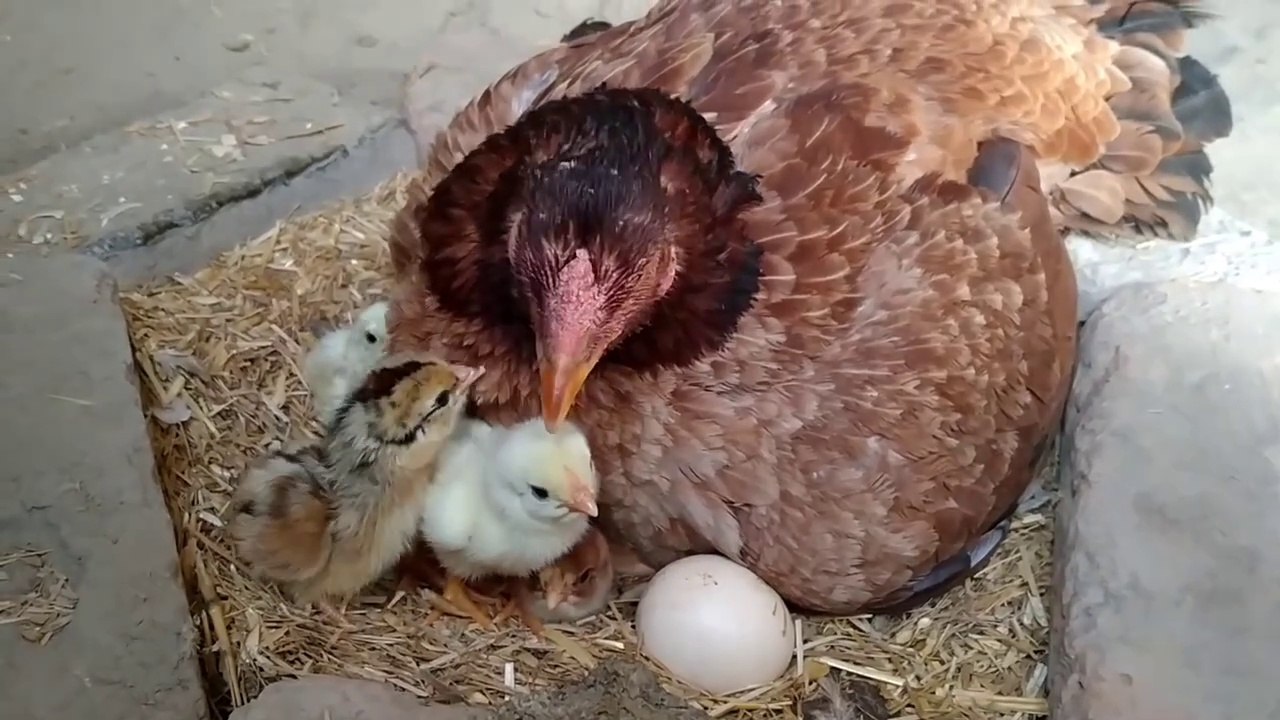 Baby Chicks   Hatching  - Hen Harvesting 20 Eggs