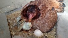 Baby Chicks   Hatching  - Hen Harvesting 20 Eggs
