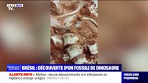 Un fossile de dinosaure a été découvert au Brésil