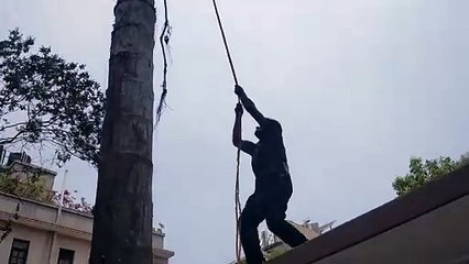 The style of coming under the tree late