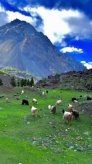 Beautiful Recitation Of Surah | Beautiful Voice | Tilawat e Quran