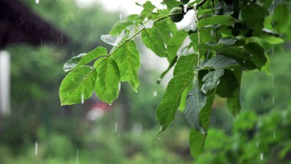 vecteezy_drops-of-rain-with-green-tree-nature-background-romantic_10876623