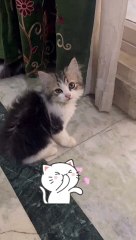 Playful and curious nature