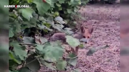 Yavru tilki ile bahçede sohbet ettiği anlar gülümsetti