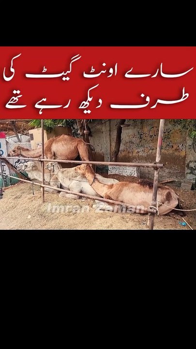 Sary Camel Gate ki Taraf Dekh Rahy thy 