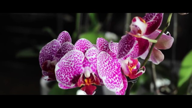 MARCIA HINES - Let Love Flow (2014)