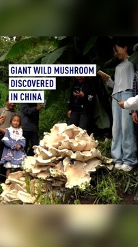 Giant wild mushroom discovered in southwest China