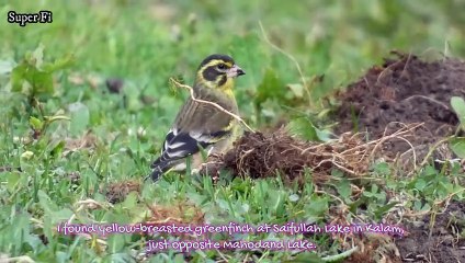 Unbelievable Sights of the Yellow-breasted Greenfinch