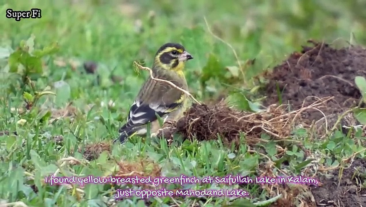Unbelievable Sights of the Yellow-breasted Greenfinch