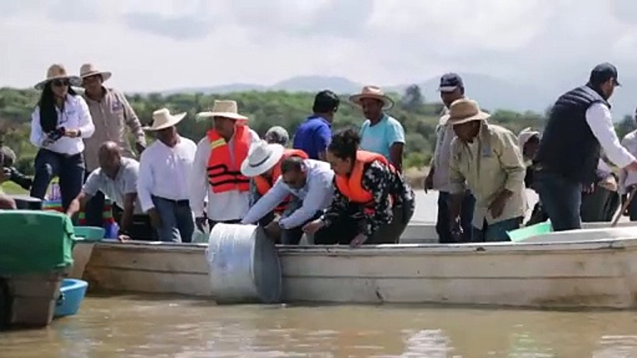 En México, rescatan al lago de Pátzcuaro con peces blancos y limpieza de manantiales