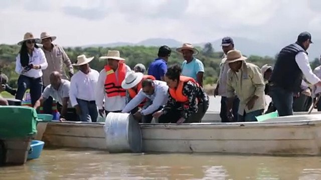 En México, rescatan al lago de Pátzcuaro con peces blancos y limpieza de manantiales