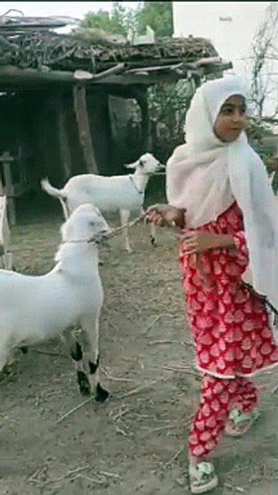 Goat Video