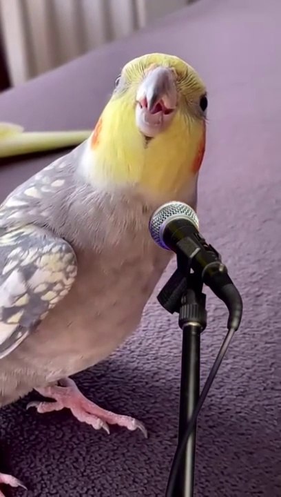 Adorable ! What an intelligent bird