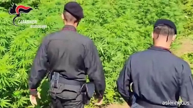 Scoperte in Calabria 4 piantagioni di marijuana, distrutte oltre 2500 piante