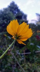 The reason why this flower is called Octapetia 