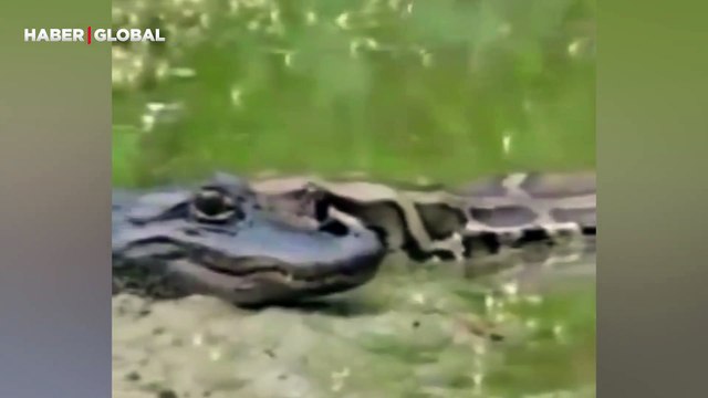 Devasa boğa yılanını gören timsahın ölü taklidi yaptığı anlar viral oldu