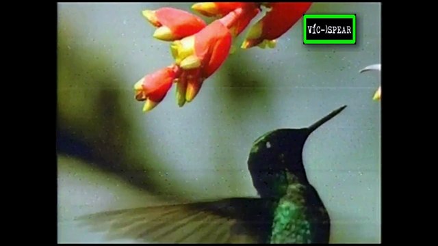 Sudamérica Salvaje: Los Andes - Documental (2000) - Español Latino - Episodio 4 *Narrado por Rubén Moya.*