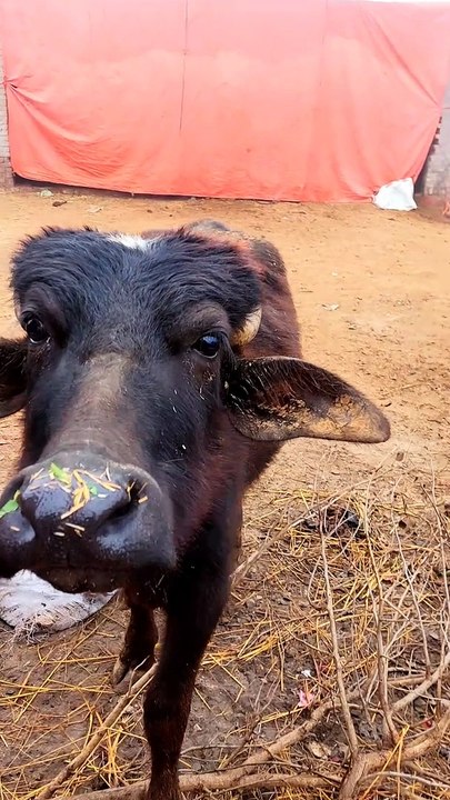 Real Love ❤️#arjun #loyal#love lo#animals #sultan #bull #cow #cow #bull #animals #sultan #arjun