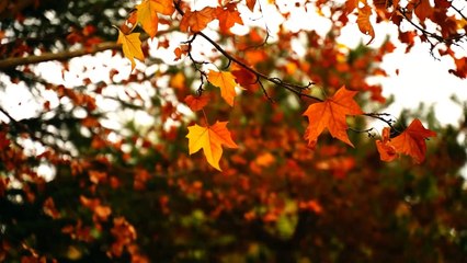 Roshni  Pheli Toh Sab Ka Rang Kala Ho Gaya (When Light Spread, Everyone's Color Turned Black)