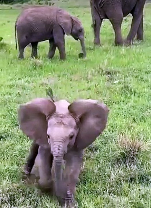 Animals videos