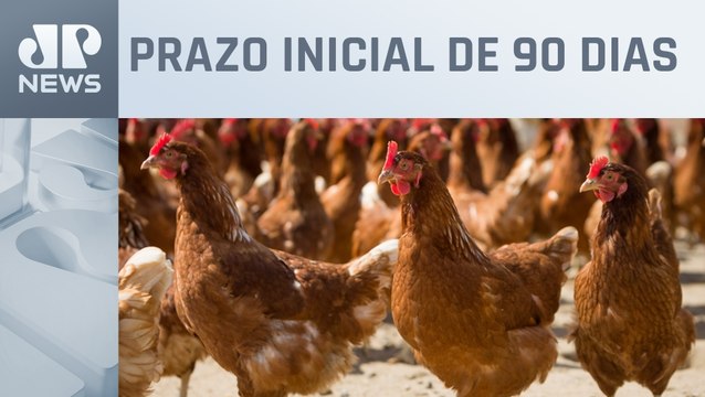 Governo suspende exportação de carnes de aves para 44 países após caso de Newcastle