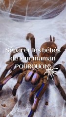 Pourquoi séparer les bébés araignées de leur maman ?