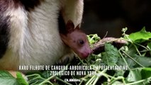 Raro filhote de canguru-arborícola é apresentado no Zoológico de Nova York