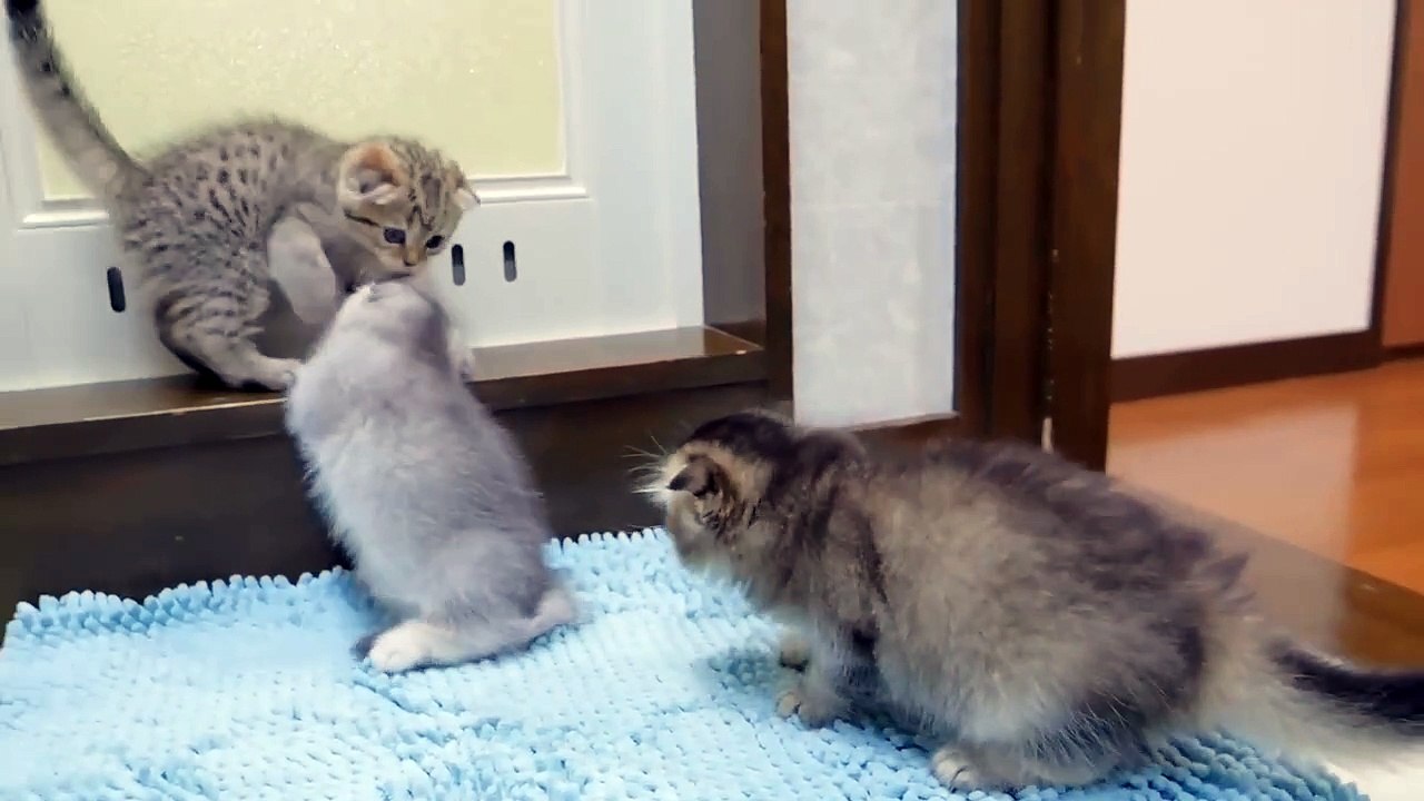 The five kittens are surprised at how good their first bath feels.