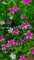 Aee Mera Allah falasteenio py rehm farmaexport_1721474632388