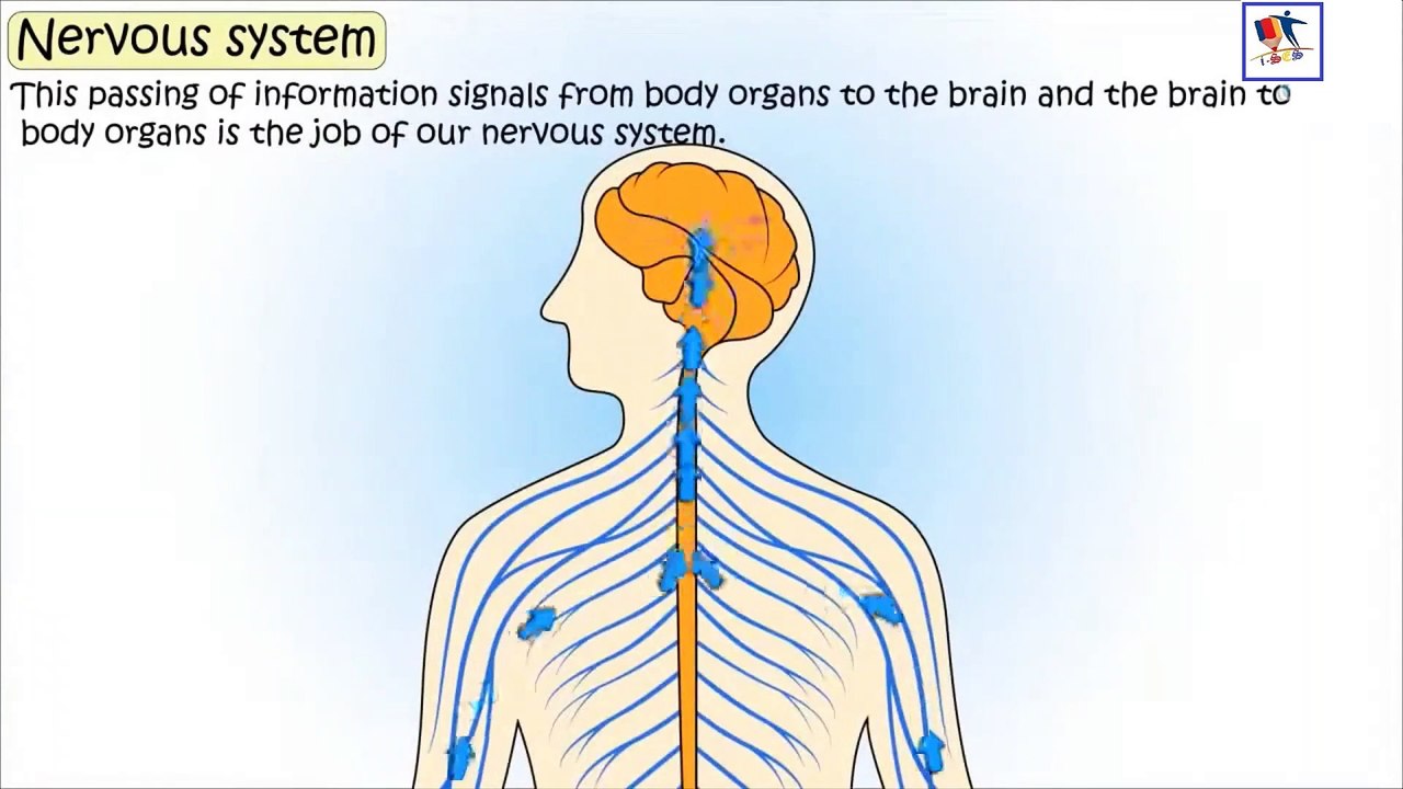 Nervous System And Its Parts
