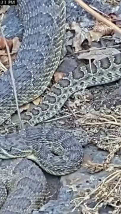 Hundreds of wild rattlesnakes congregated in a “mega-den” in northern Colorado, as seen in livestream footage captured at an undisclosed location by Project RattleCam, a California-based community
