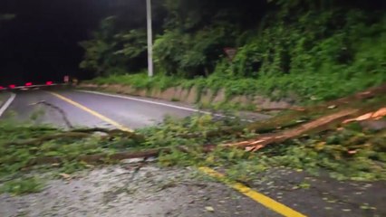 강원도 양구터널 입구에서 나무 쓰러져...한때 통제 / YTN