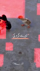 Aseel Lover