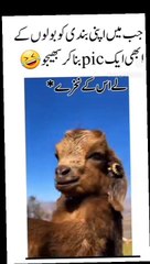 Larky ke harkat to chek kro