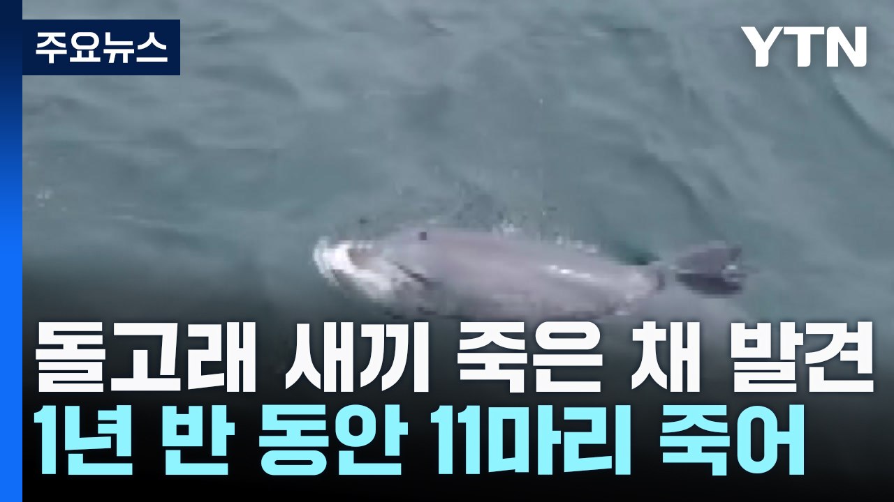 '멸종 위기' 남방큰돌고래 새끼 잇단 죽음...원인은? / YTN