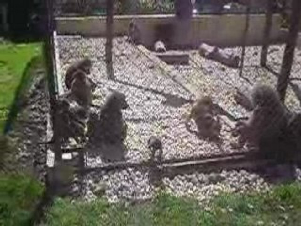 Zoo