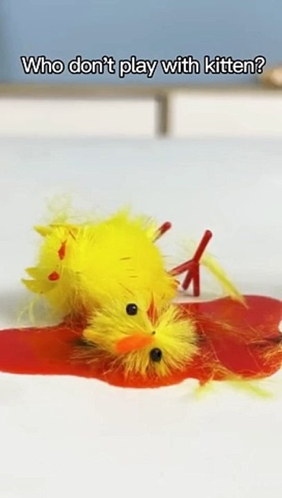 Cute and beautiful lovely hen chiks