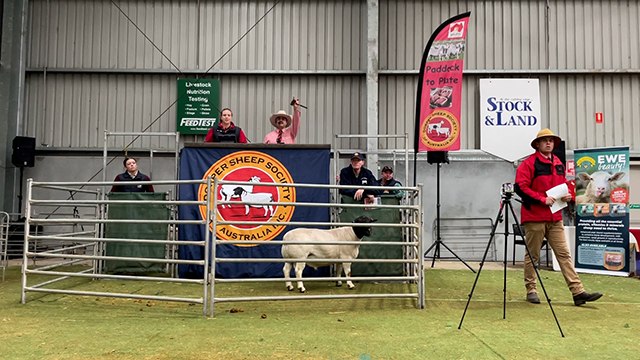 Top priced ram at Dorper Sheep Society of Australia sale | Stock & Land