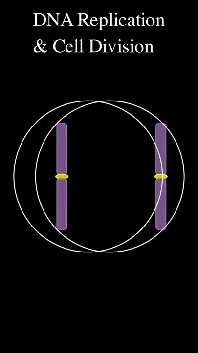 DNA Replication