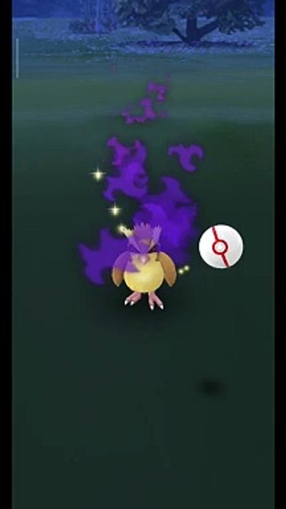 Pokémon GO-Shadow Pidgey
