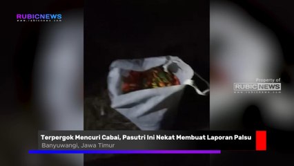 Terpergok Mencuri Cabai, Pasutri Asal Purwoharjo Banyuwangi Ini Nekat Membuat Laporan Palsu Terkait Aksi Pembegalan Ini Kronologinya