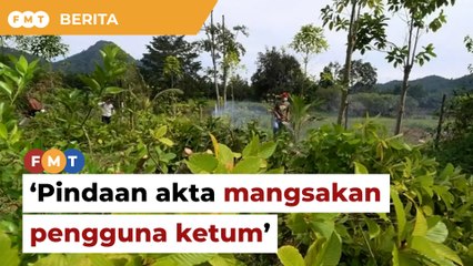 Pindaan Akta Penagih Dadah ‘mangsakan’ pengguna ketum, kata penyelidik