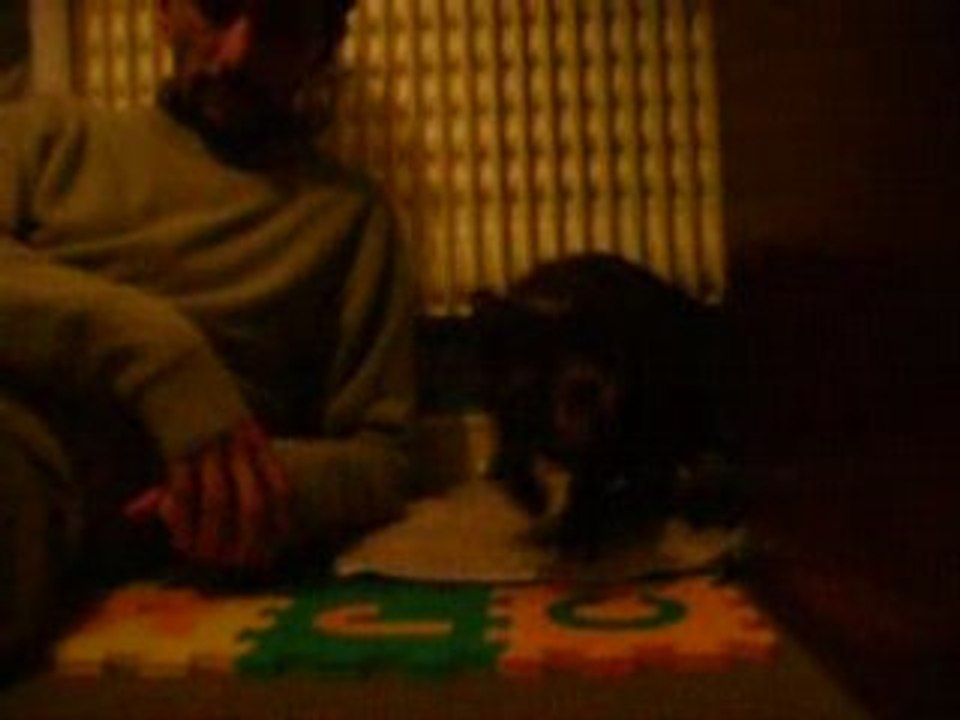 les petits chats2