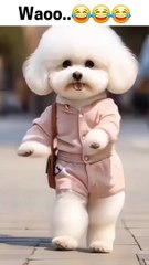 Cute dogs dancing