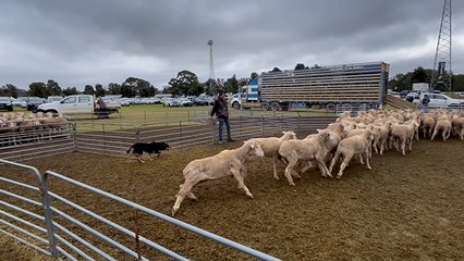 Victorian Yard Dog Competition winner | Stock & Land