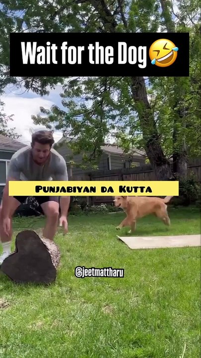dog is flying 