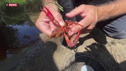 Gironde : l'invasion des écrevisses de Louisiane inquiète