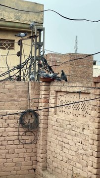 #trending #usa #viral #shortvideo #baby #pet #animals #birds #pigeon #pigeonlove #danish #magpies