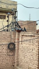 #trending #usa #viral #shortvideo #baby #pet #animals #birds #pigeon #pigeonlove #danish #magpies